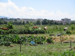 agroforesterie CFPPA Bourg Les Valence.JPG