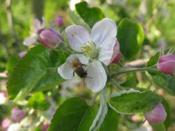 Abeille sur fleur de pommier